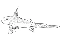 Гідролаг американський (hydrolagus colliei)