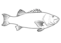 Гігантський морський окунь (stereolepis gigas)