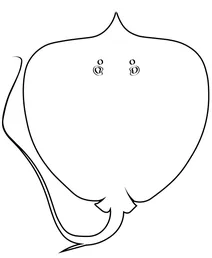 Гігантський прісноводний скат (urogymnus polylepis)
