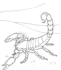 Гігантський пустельний скорпіон (hadrurus arizonensis)
