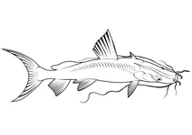 Гігантський річковий сом (sperata seenghala)