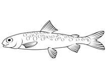 Гірська біла рибка (prosopium williamsoni)