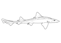 Гладенька акула австралійська (mustelus antarcticus)