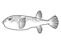 Гладка жаб’яча риба (tetractenos glaber)