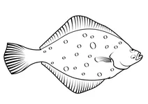 Глось (platichthys flesus)