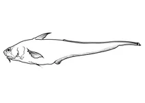 Глибоководний гренадер (coryphaenoides armatus)