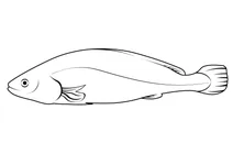 Горбань сріблястий (argyrosomus regius)