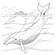 Горбатий кит