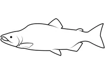 Горбуша (oncorhynchus gorbuscha)