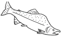 Горбуша (pink salmon)