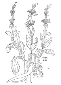 Горечавка, 1543
