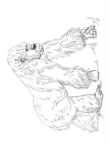 Горила