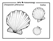Гребінець (chesapecten jeffersonius)
