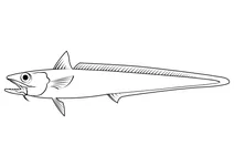 Гренадер блакитний (macruronus novaezelandiae)