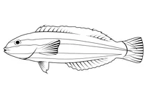 Губань слизький (halichoeres bivittatus)