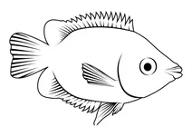 Гурамі поцілунковий (helostoma temminkii)