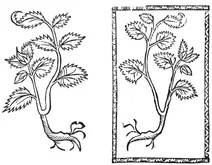Ібіш вурцель, 1497–1500