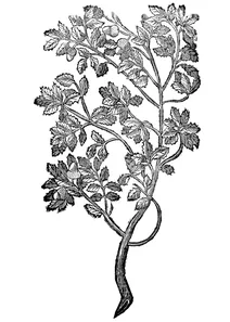 Ilex coccigera, glandifera з кефалонії