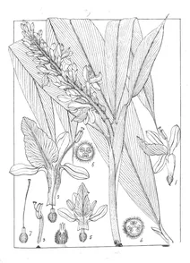 Імбирні (zingiberaceae)