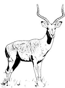 Імпала