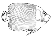 Імператорський ангел-риба (pomacanthus imperator)