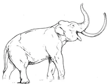 Імперський мамонт (elephas imperator)