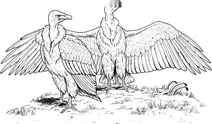Індійський гриф