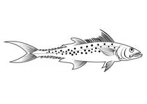 Індо-тихоокеанський королівський макрел (scomberomorus guttatus)