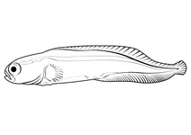 Інженерний бичок (pholidichthys leucotaenia)