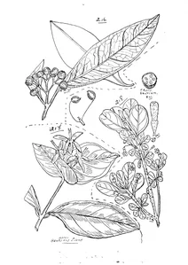 Iplospora australis та iplospora ixoroides та antirhea putaminosa