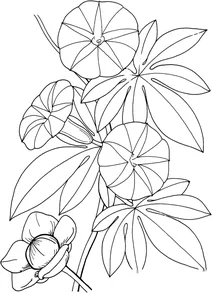 Іпомея (ipomoea tuberosa )