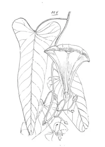 Ipomoea abrupta