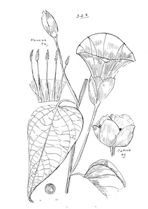 Ipomoea alata
