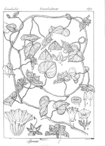 Ipomoea bracteata