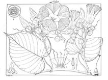 Ipomoea campanulata