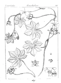 Ipomoea pes tigridis