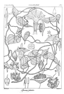 Ipomoea pileata