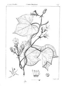 Ipomoea pilosa