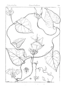 Ipomoea sepiaria