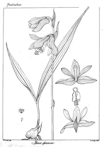 Ipsia speciosa