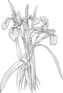 Ірис різнокольоровий, касатики різнокольорові (iris versicolor)