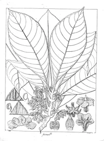 Isanthera permollis