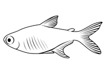 Іскриста тетра (hyphessobrycon amandae)