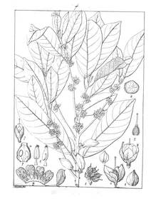 Isonandra candolleana