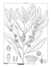 Isonandra perrottetiana