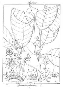 Isonandra polyandra