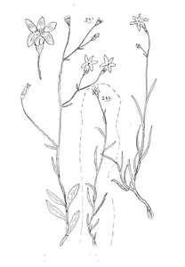 Isotoma axillaris та wahlenbergia gracilis