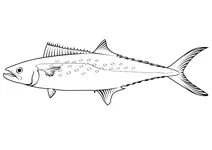 Іспанська макрель плямиста (scomberomorus maculatus)