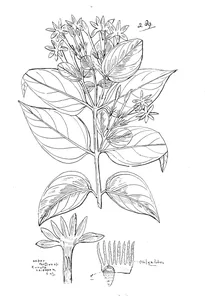 Jasminum aemulum