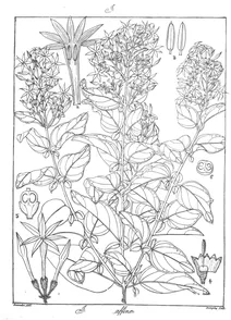 Jasminum affine